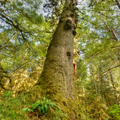 Giant Spruce Tree