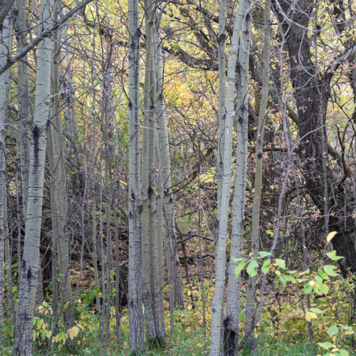 Poplar Thicket