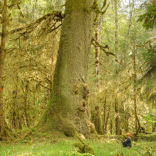 Old Growth Spirit Spruce