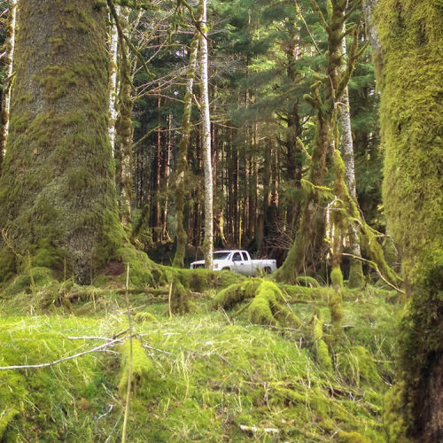 Old Growth Forest, Haida Gwaii