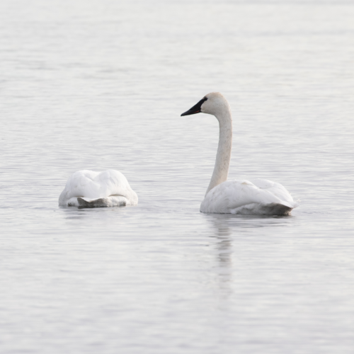 Trumpeter Swan On Guard