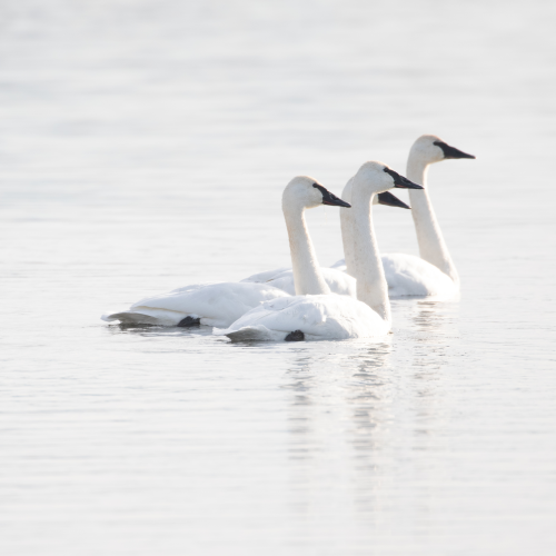 Trumpeter Swan On Guard