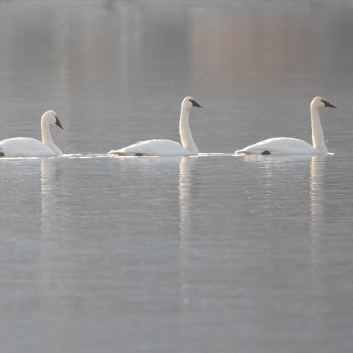 Trumpeter Swan Parade