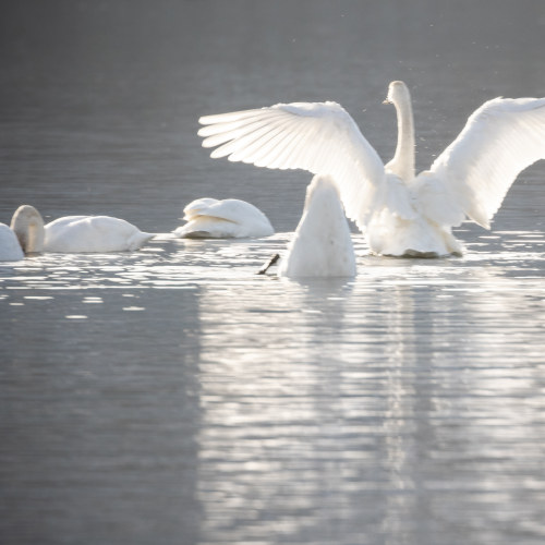 Trumpeter Swan 