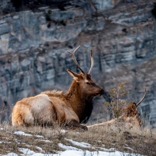 Elk in Jasper National Park