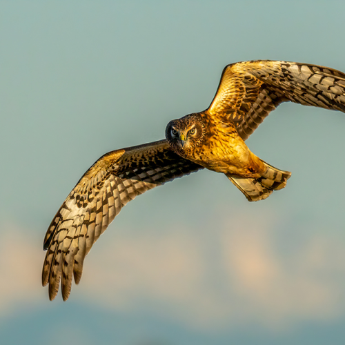 northern harrier hawk