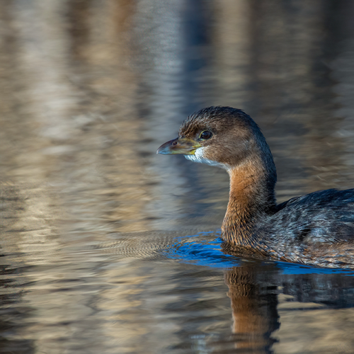 Pied-billed Grebe