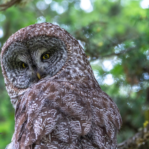 Great grey owl