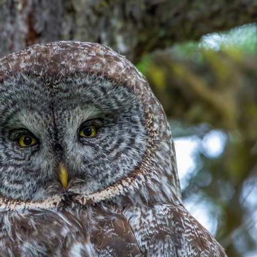 Great grey owl