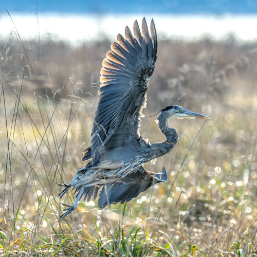Great blue heron