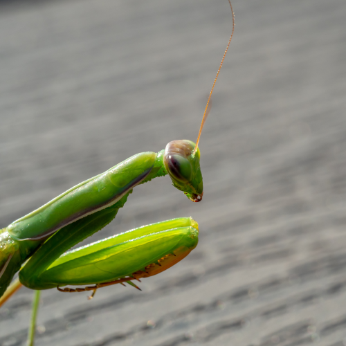 Praying and waiting for a mate