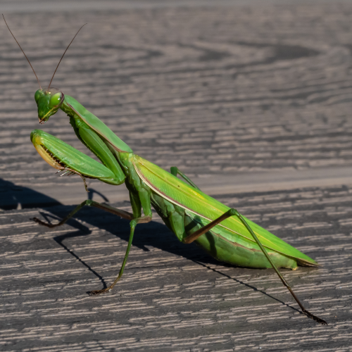 Praying and waiting for a mate