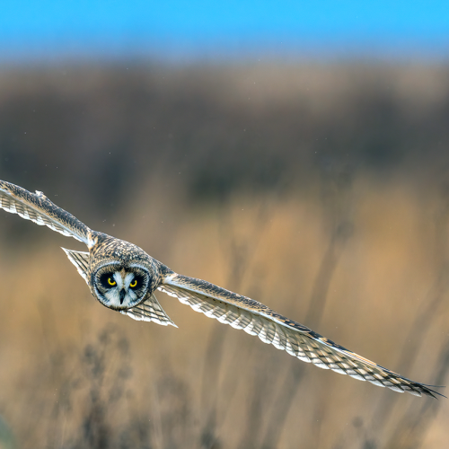 Short eared owl