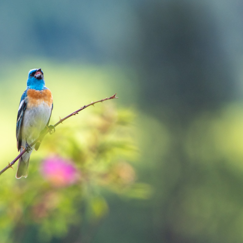 Singing Lazuli Bunting 