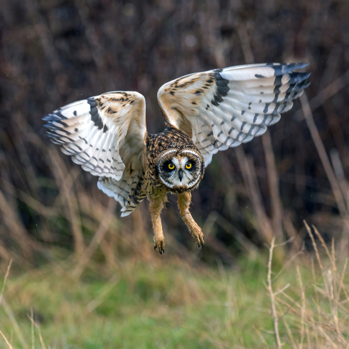 Short eared owl