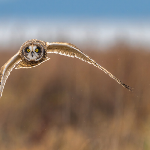 Short eared owl