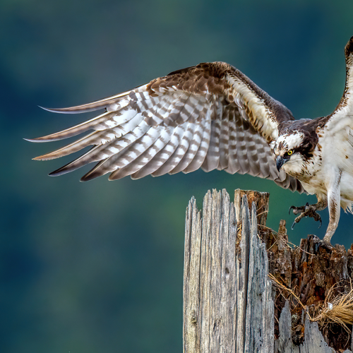 Osprey flying