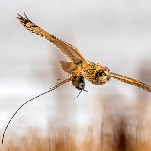 Short eared owl hunting