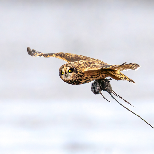 Short eared owl hunting