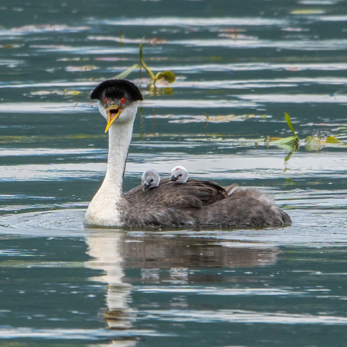 Grebe with two babies