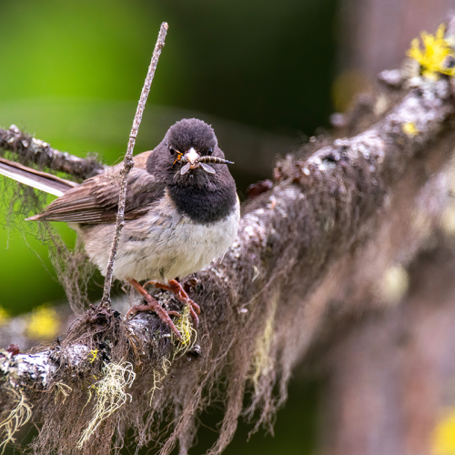 Dark-eyed junco with Slender bee