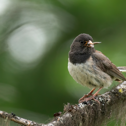 Dark-eyed junco with Slender bee