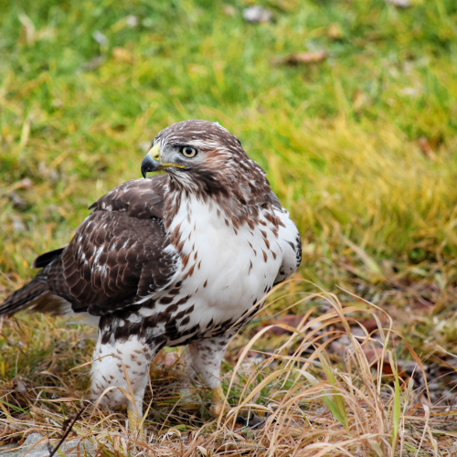 Watchful Red Tailed Hawk