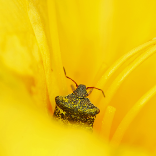 Pollen coating