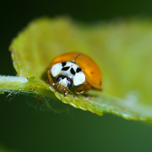 Lady on green