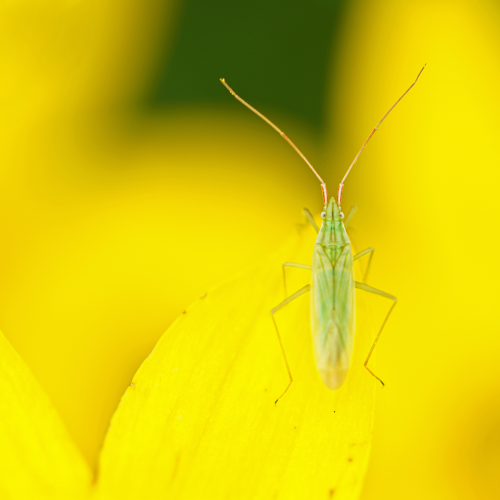 Green and weird