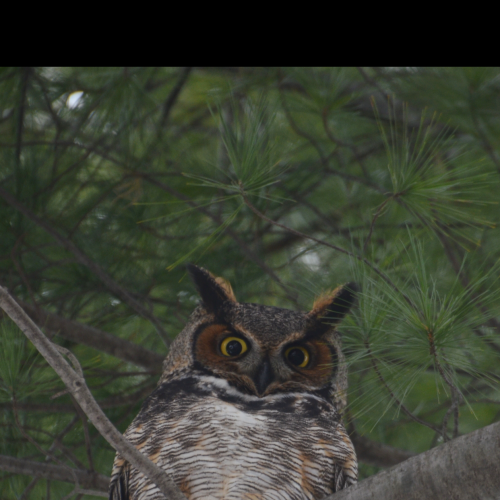The Great Horned Owl