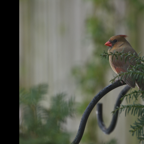 Cardinals Perch