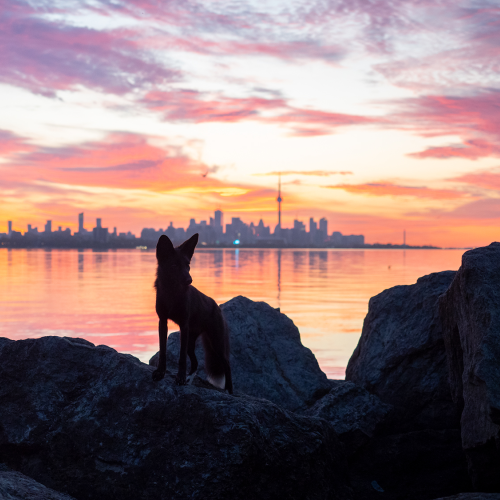 A Fox and Toronto Pt. 1