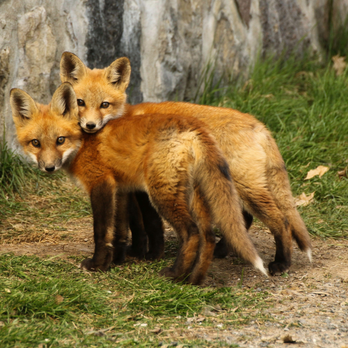 Fox hug