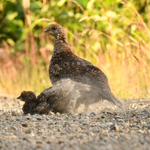 Family Dust Bath