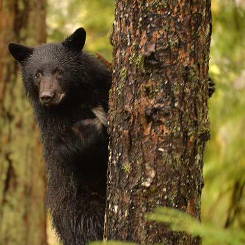 Last Cub of the Year