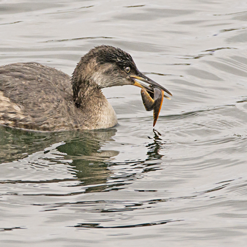 Grebe and Gunnel