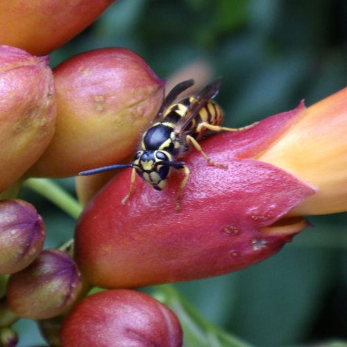 Fall pollen search