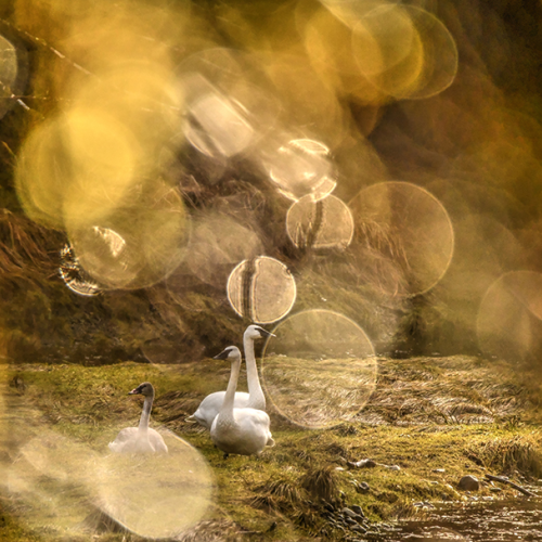 Trumpeter Swans in the Rain