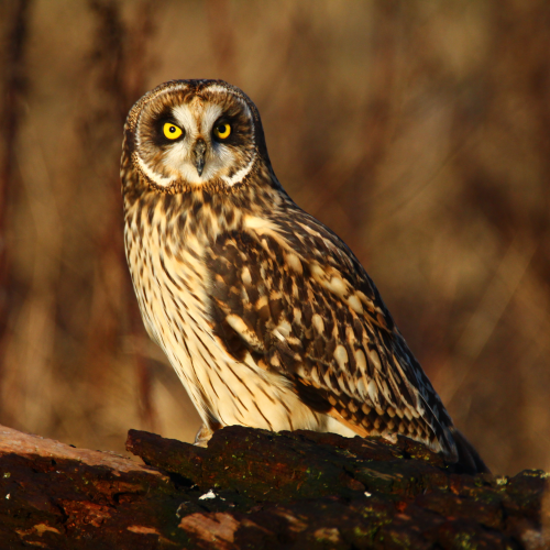 Short Eared Owl