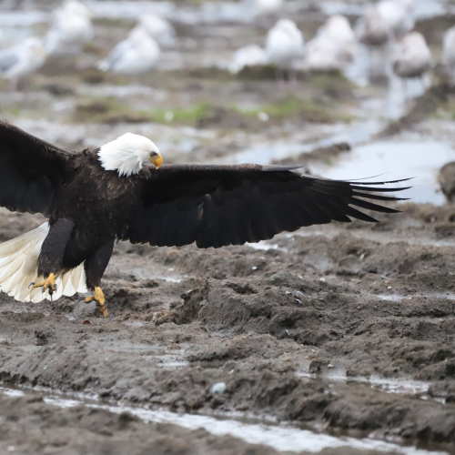Bald Eagle spreading wings