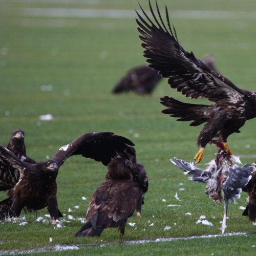 Bald Eagle Frenzy