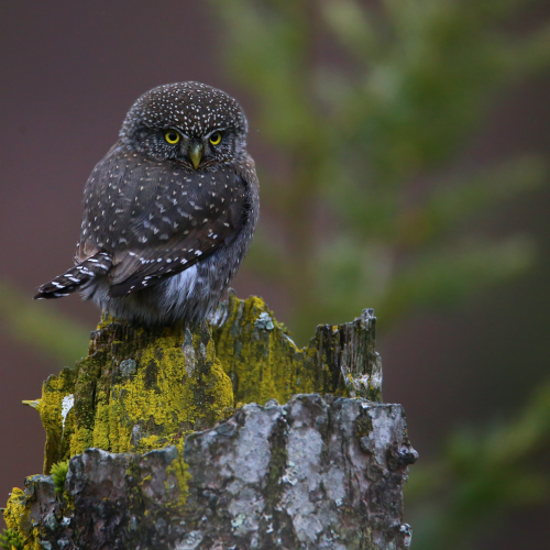 Pygmy Owl