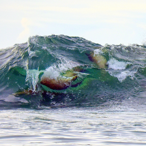Surfing Sea Lions
