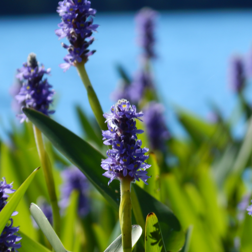 Purple Paradise  