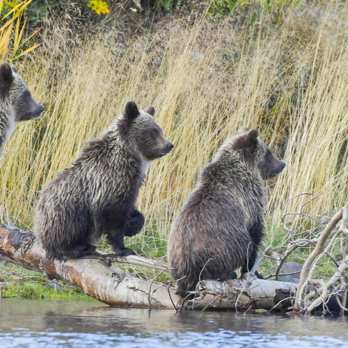 Grizzly Triplets