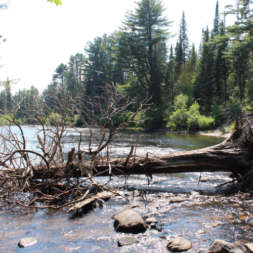The Majestic views of the  Algonquin 