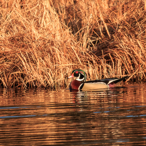 Colourful Wood Duck