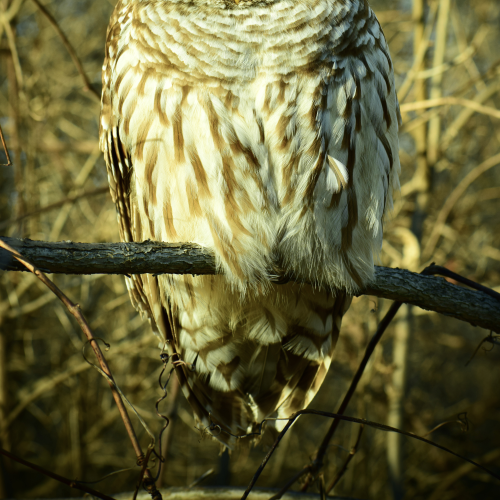 What Sees the Owl