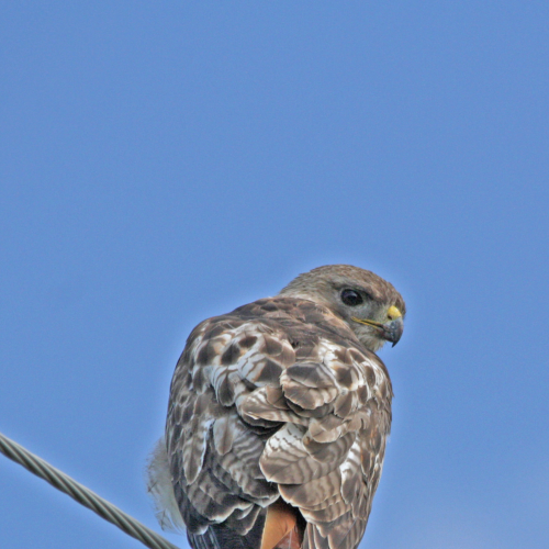red tailed hawk